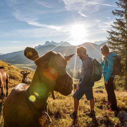 KAT Walk Stage 6 – Mountain pasture spectacle