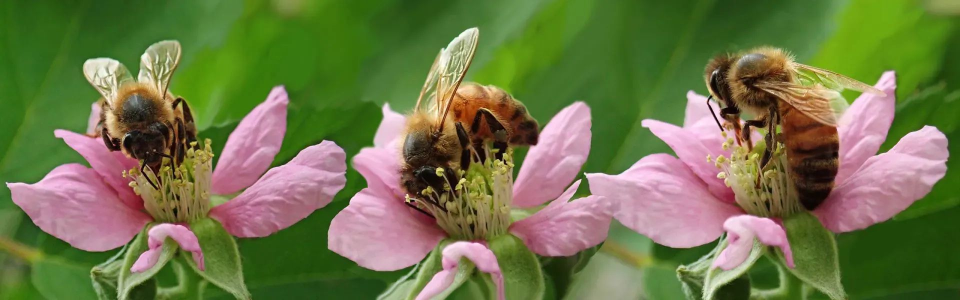 Bienen auf Blumen - Region St. Johann in Tirol