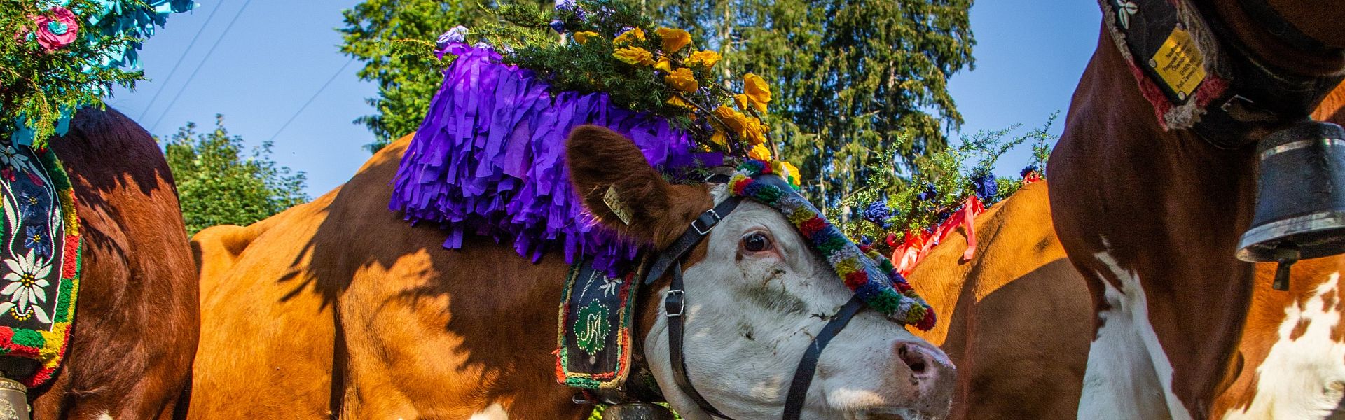 Pillerseetal - Almabtrieb