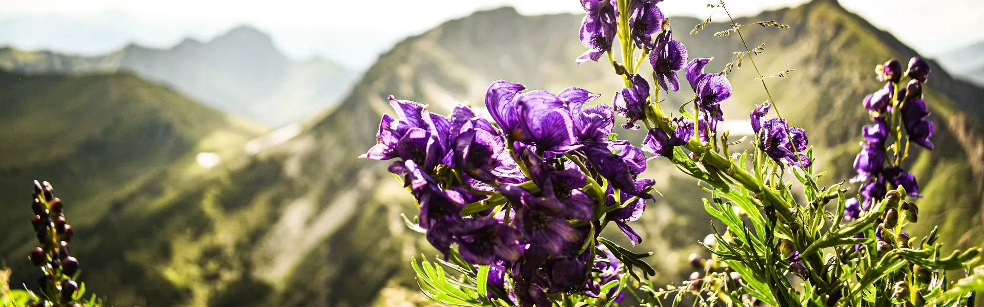 PillerseeTal - Berge - Blumen