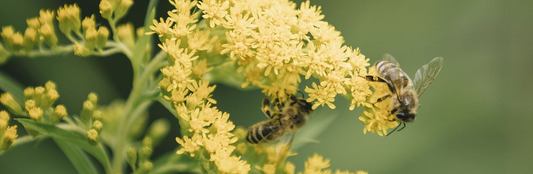 PillerseeTal - Bienenlehrpfad - Wanderung