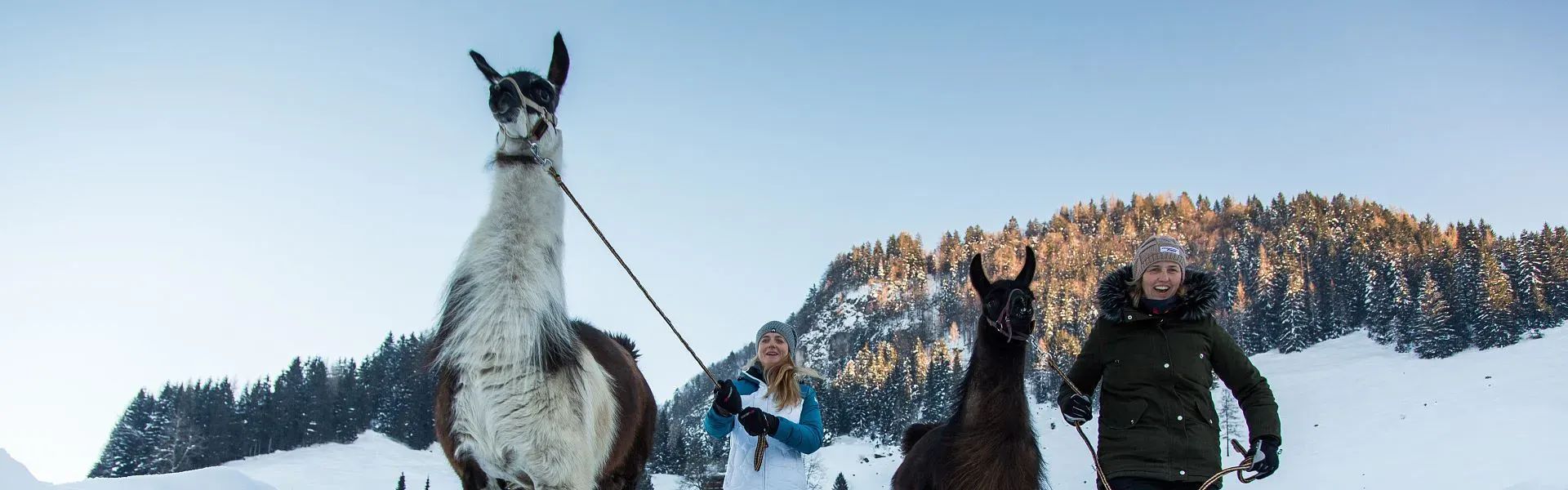 PillerseeTal - Winter - Lama Trekking