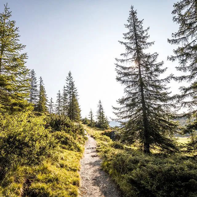 Hiking trail through forests and meadows