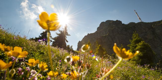 /media/gridteaser/blumenwiese-kitzbueheler-horn-region-st.-johann-in-tirol-foto-franz-gerdl.webp