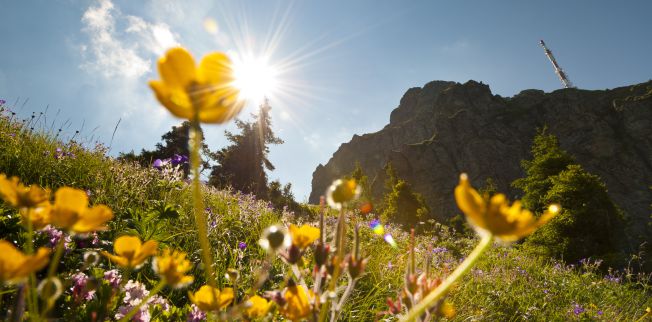 /media/gridteaser/blumenwiese-kitzbueheler-horn-region-st.-johann-in-tirol.webp