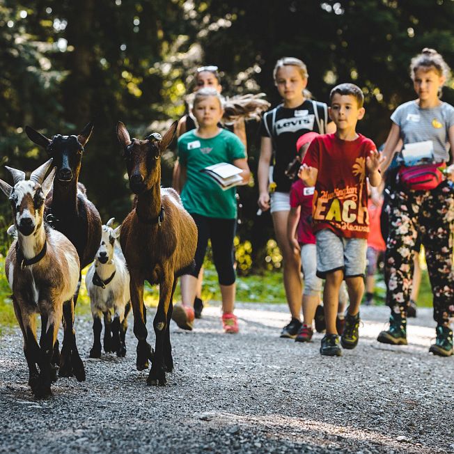 /media/gridteaser/ziegenwanderung-gaisberg-kinderprogramm-tvb-kitzbueheler-alpen-brixental-fotograf-mathaeus-gartner-21-27.webp