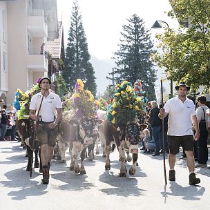 Alpine Cattle Drive festivals in the Holiday Region Hohe Salve