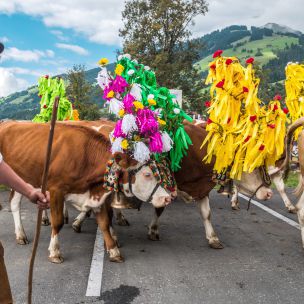 Alpine Cattle Drives and Alpine Festivals 