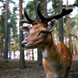 Timok's Wild Game Enclosure