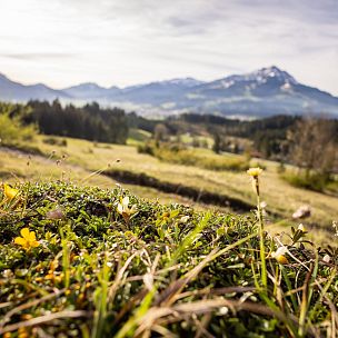 Luftgüteverbesserung