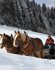 Horse-drawn sleigh tour Hopfgarten Hohe Salve