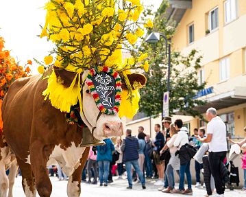 Alpine Cattle Drive in Hopfgarten im Brixental