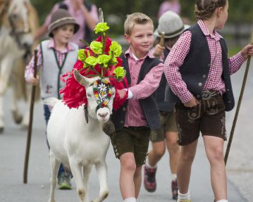 Almabtrieb_Kelchsau_29_09_2018_Dabernig_14