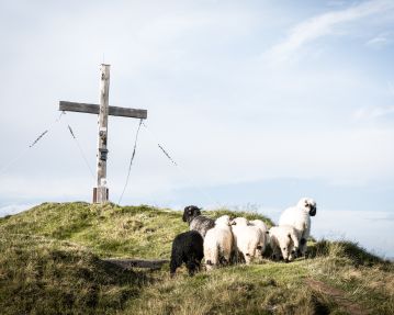 Summit cross with friendly sheep