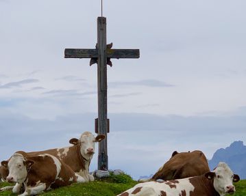 Baumooskogel summit cross and cows - St. Johann in Tirol region