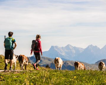 KAT Walk-Kitzbuehler-Alpen-Long-distance-hiking-trail-Livestock-grazing-on-an-Alpine-pasture-Stage-4-c-Erwin-Haiden