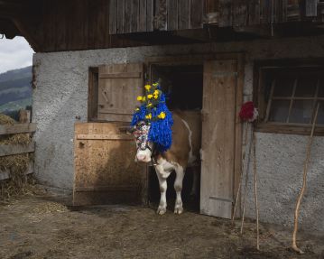 Decorated Alpine Cattle Drive © Tirol Werbung - Bertl Heinzlmeier