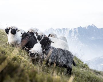 Sheep on Gampenkogel mountain