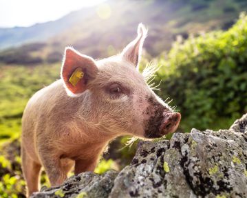 Schwein auf den Wanderweg