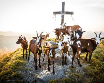 Goats on Brechhorn mountain