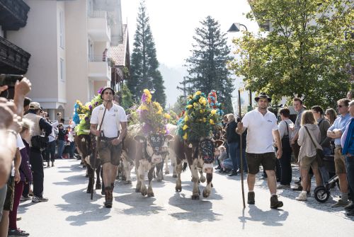 Alpine Cattle Drive in Hopfgarten and the Holiday Region Hohe Salve