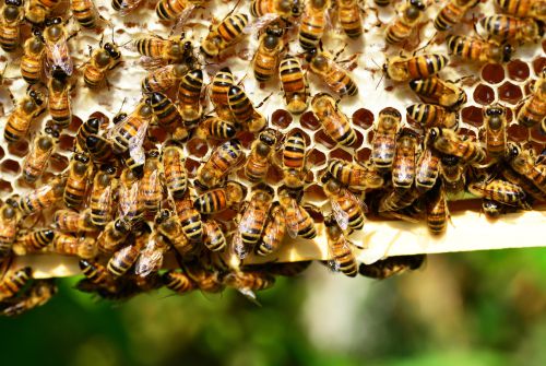 Bienen mit Wabe - Region St. Johann in Tirol