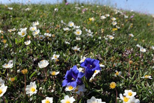 Flower-filled meadows Summit cross Buchacker