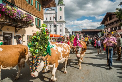 Brixen Alpine Cattle Drive