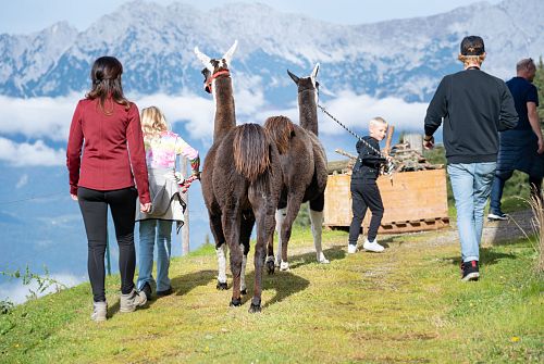 Familientag Rigi mit Lamas und Alpakas