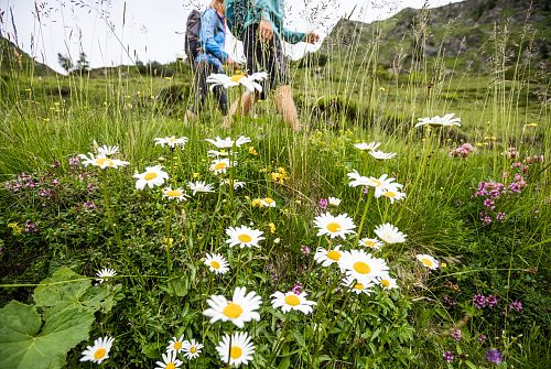 Herrliche Flora am KAT Walk