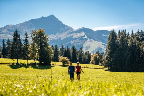 KAT Walk Kitzbüheler Alpen saftig grüne Almwiesen