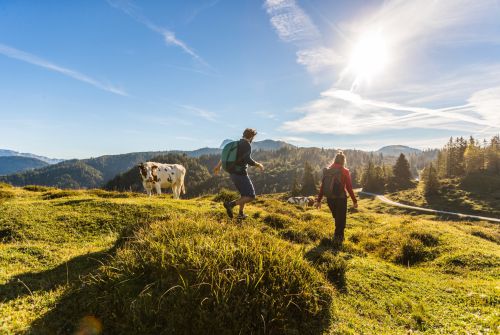 KAT Walk Kitzbüheler Alpen hiking trail leads past grazing livestock