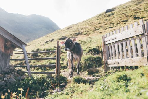 KAT Walk langeafstandswandelpad Koeien op de bergweide
