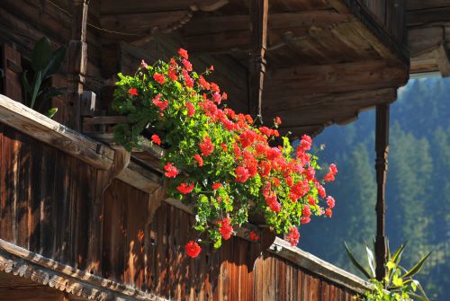 Kelchsau Balkonblumen Bauernhaus