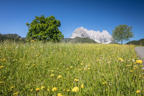 Wilder Kaiser met bloemenweide - regio St. Johann in Tirol