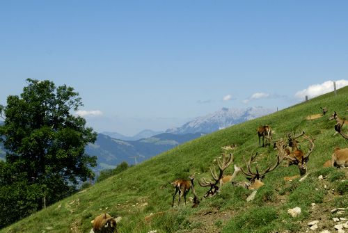 Kitzbuehel-Alps-Wildlife Park-Aurach-c-Albin