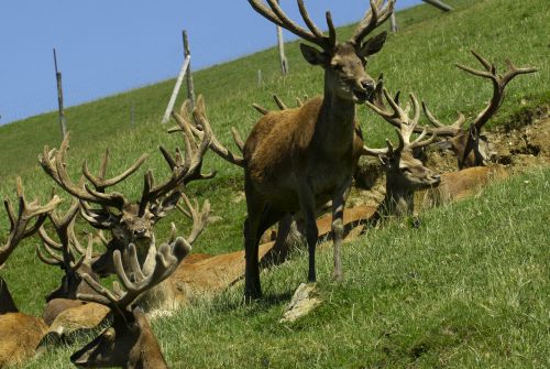 Kitzbuehel-Alps-Wildlifepark-Aurach-stag-antlers-c-Albin