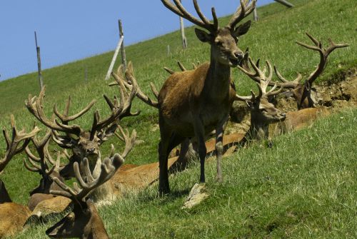 Kitzbueheler-Alpen-Wildpark-Aurach-Hirsch-Geweih-c-Albin