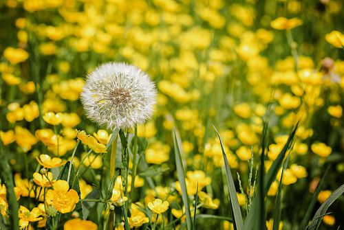 Weide met paardenbloemen