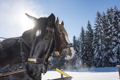Horses in the winter - St. Johann in Tirol region