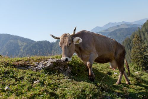 Pillersee Tal - Cows on the mountain pasture