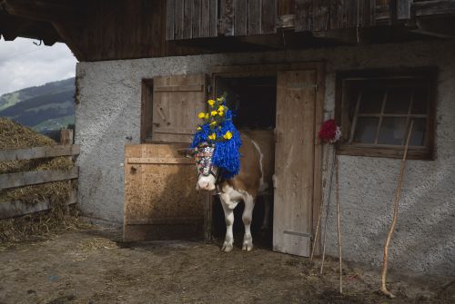 Versierde almabtrieb © Tirol Werbung - Bertl Heinzlmeier