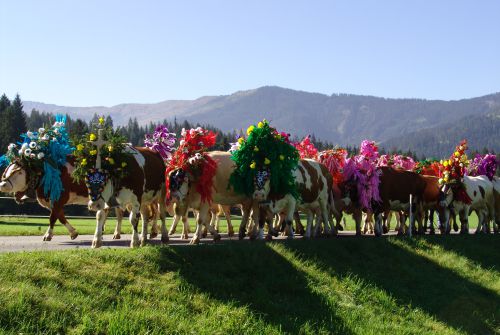 Traditional event Alpine Cattle Drive